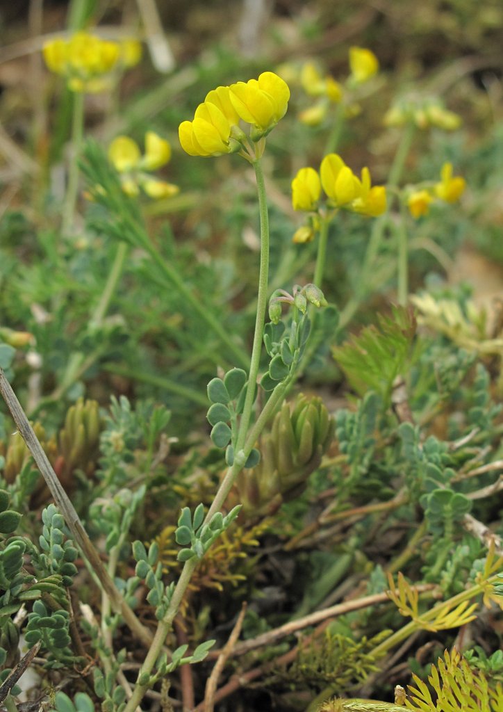 Coronilla minima Coronilla minima